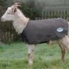 Weatherbeeta Deluxe Goat Coat - Grey