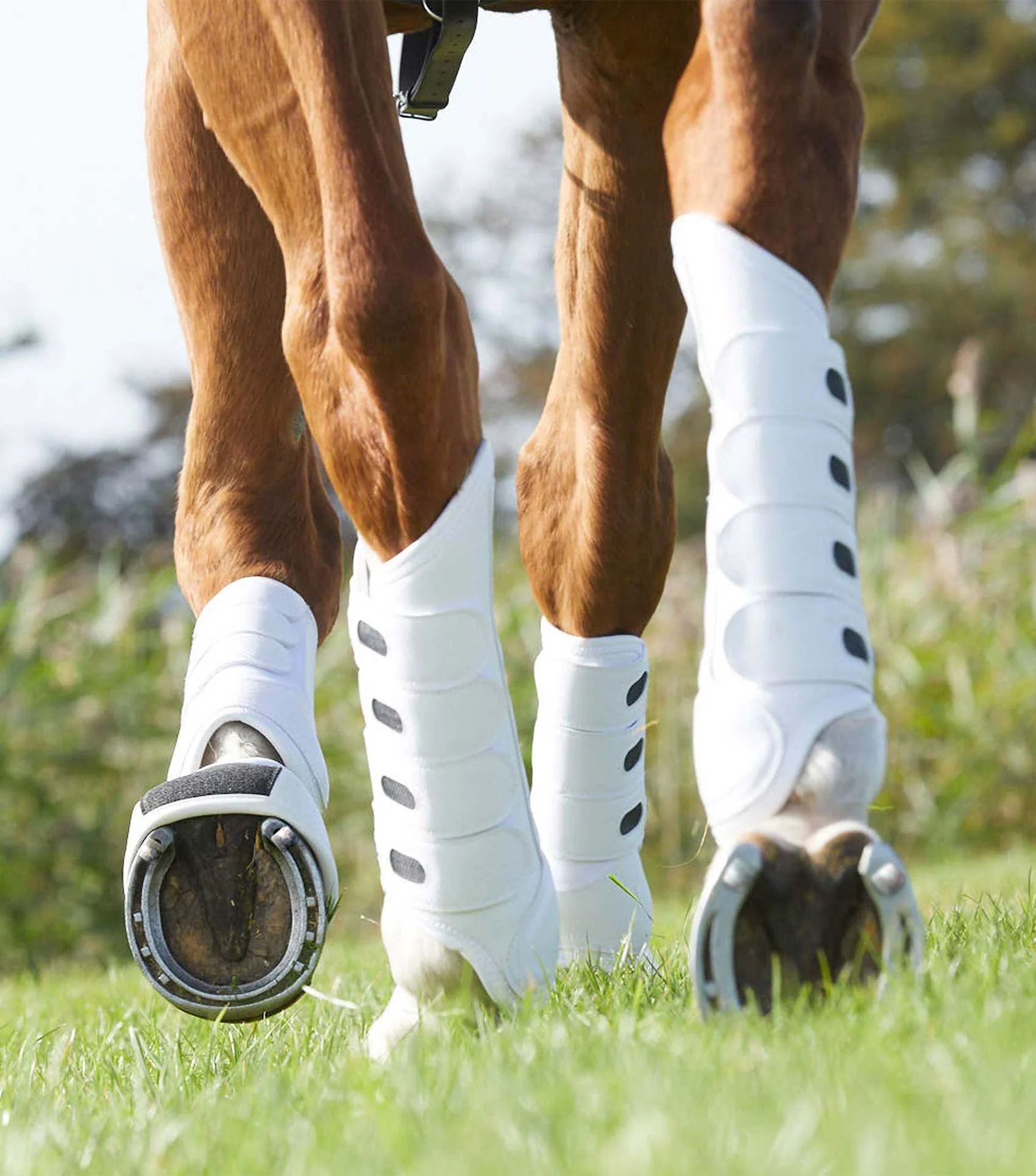 Kensington Shop -Kensington Shop Studs pointed for varying ground and jumping XLarge 2 23f7a146 2744 48b5 a673 1d5c37ce8da2